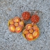 Fall Flowers, Polymer Clay Hibiscus and Beaded Bead Earrings